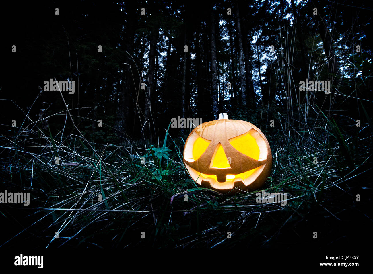Scary halloween pumpkin in the dark forest at night Stock Photo - Alamy