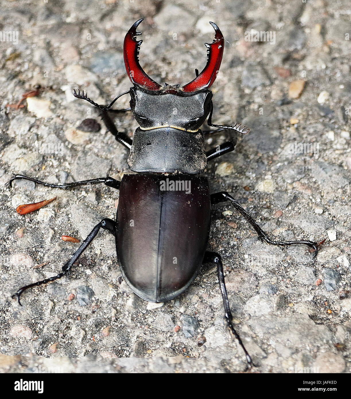 Stag beetle antlers hi-res stock photography and images - Alamy