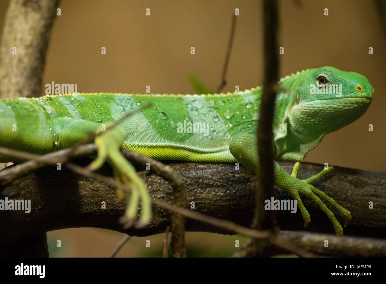 Fidschi-Leguan, Gecko, green gecko, green leguan, green iguana Stock Photo