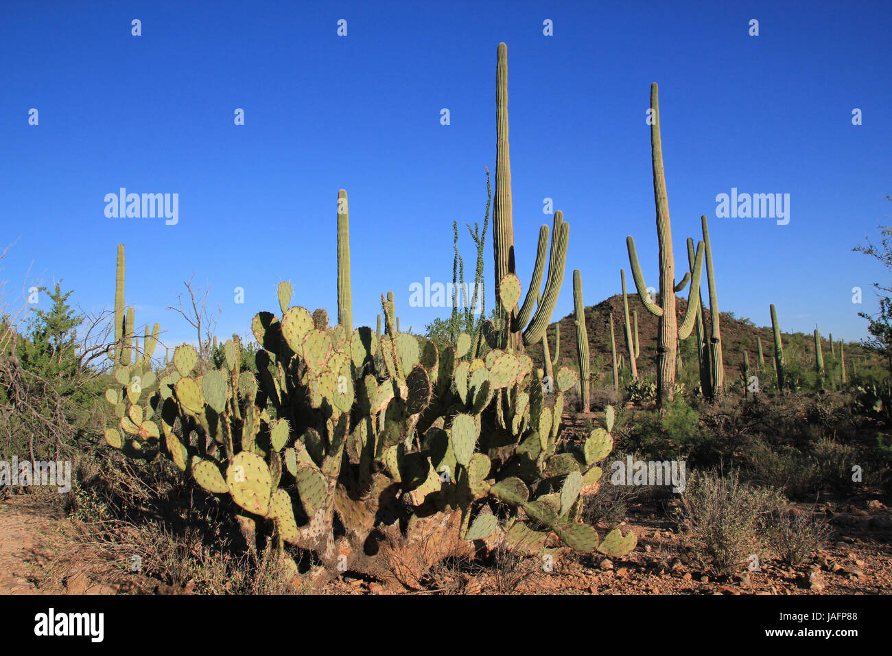 Cactus Landscape of Saguaro National Park, Tuscon. Arizona, United States Stock Photo