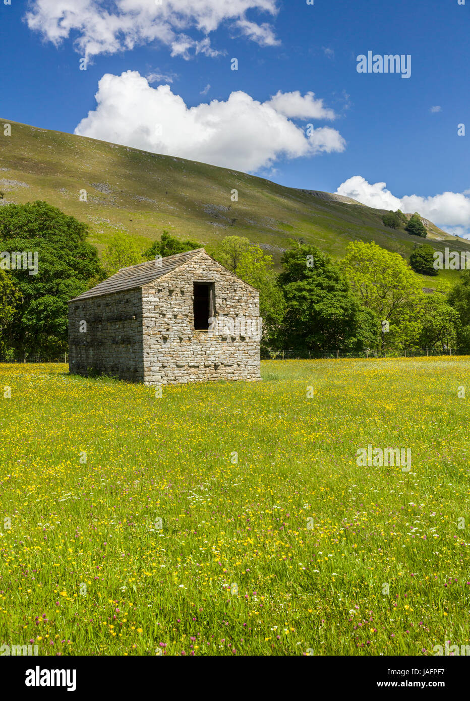 Dales barn and wild flower meadow at Muker in Swaledale UK Stock Photo