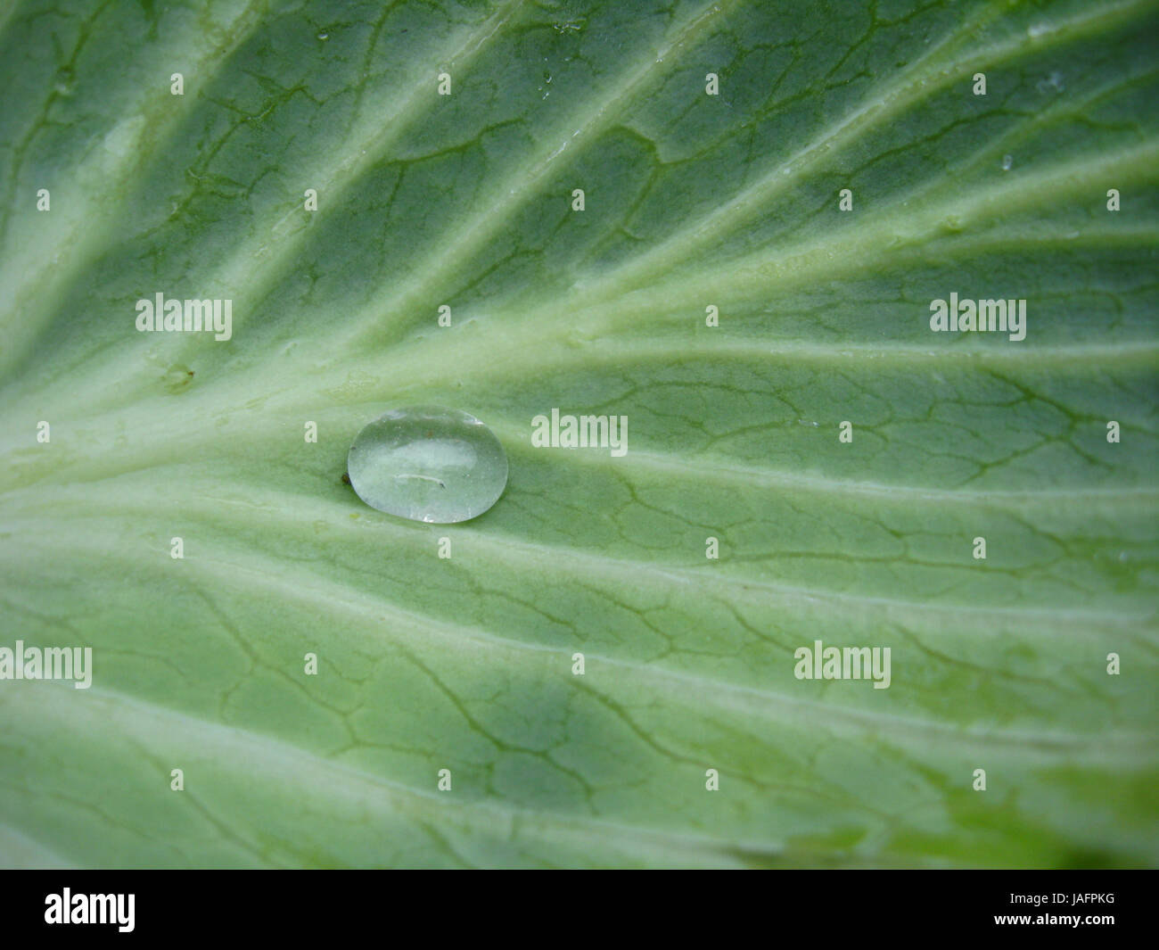 Transparent drop of water on a green leaf of a lily of the valley Stock ...