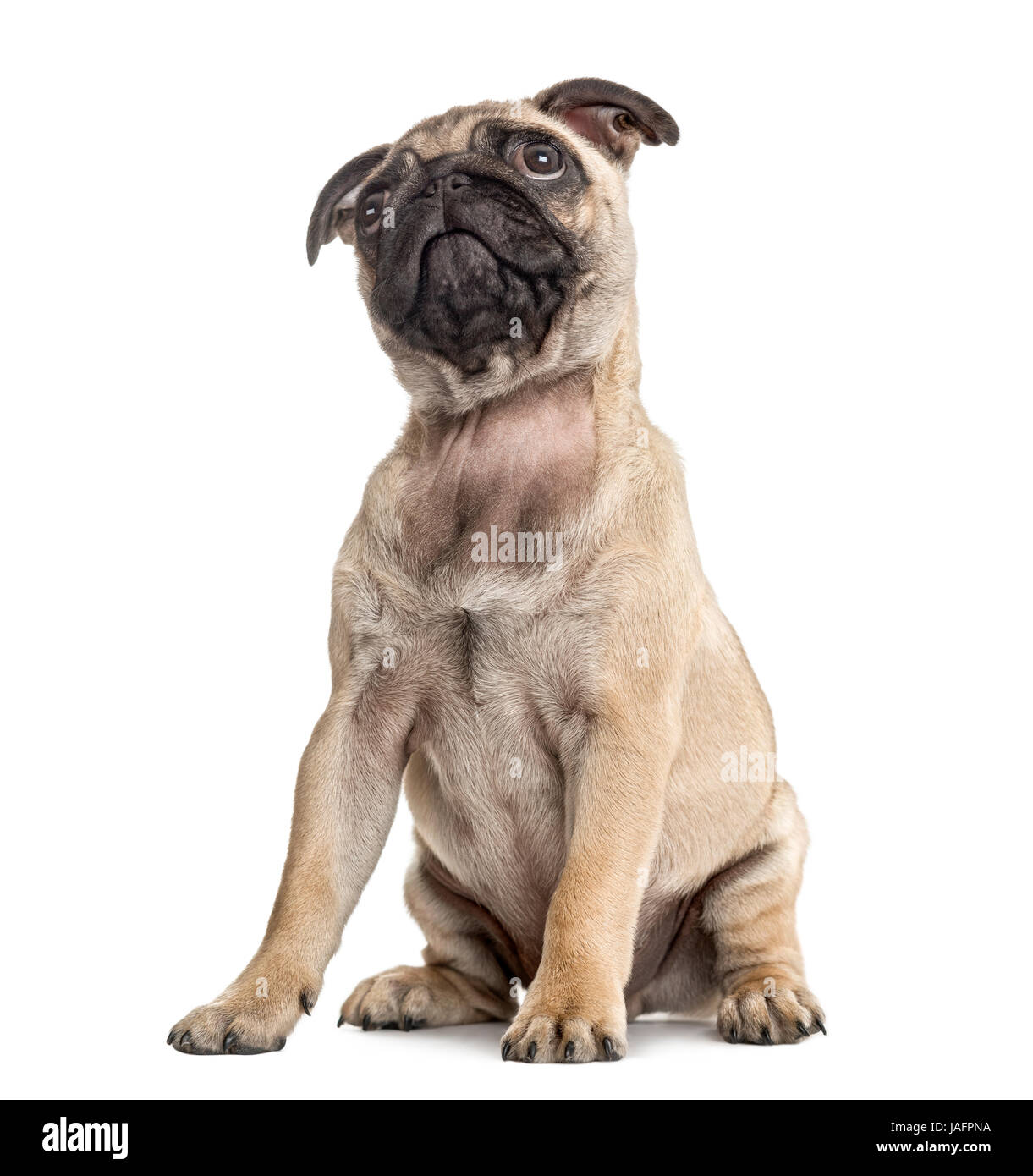 Pug puppy sitting and looking up, isolated on white Stock Photo - Alamy