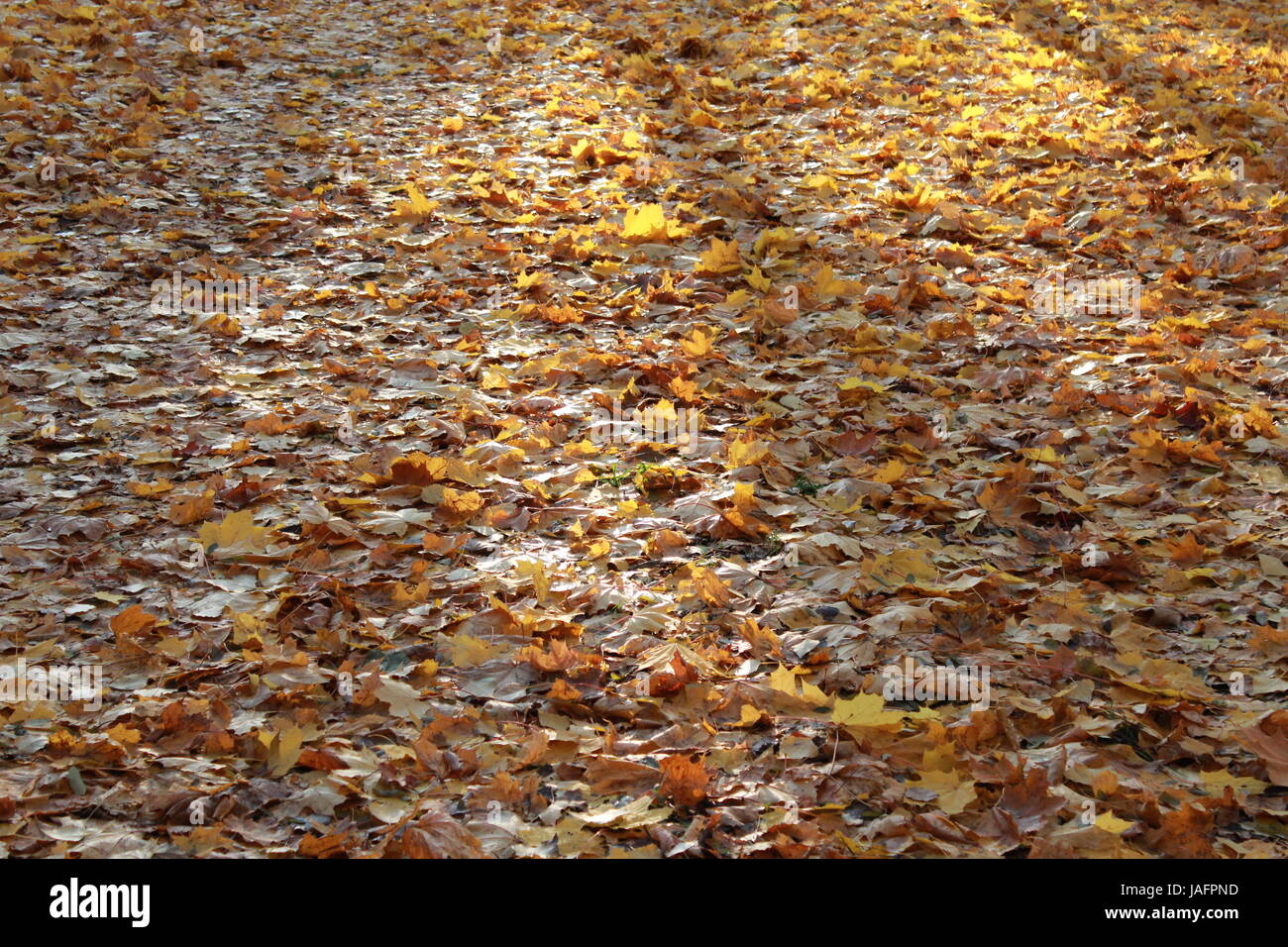 Autumn park with beautiful and yellow leaves Stock Photo - Alamy