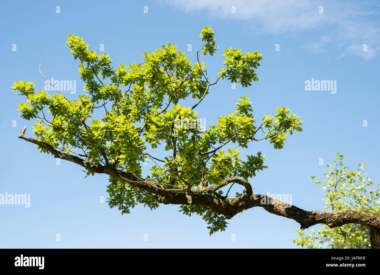 background of oak leaves and blue sky Stock Photo - Alamy