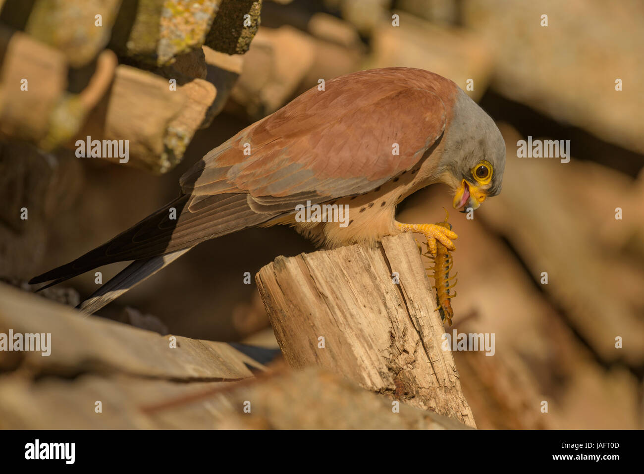 Lesser Kestrel (Falco naumanni), adult, male with prey, Centipede (Chilopoda), Extremadura, Spain Stock Photo