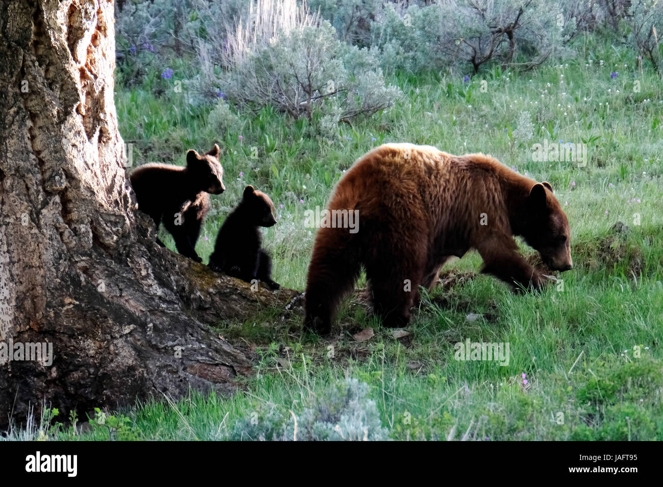 American Black Bear female sow (Ursus americanus) with cubs in Yellowstone National Park, Wyoming, USA Stock Photo
