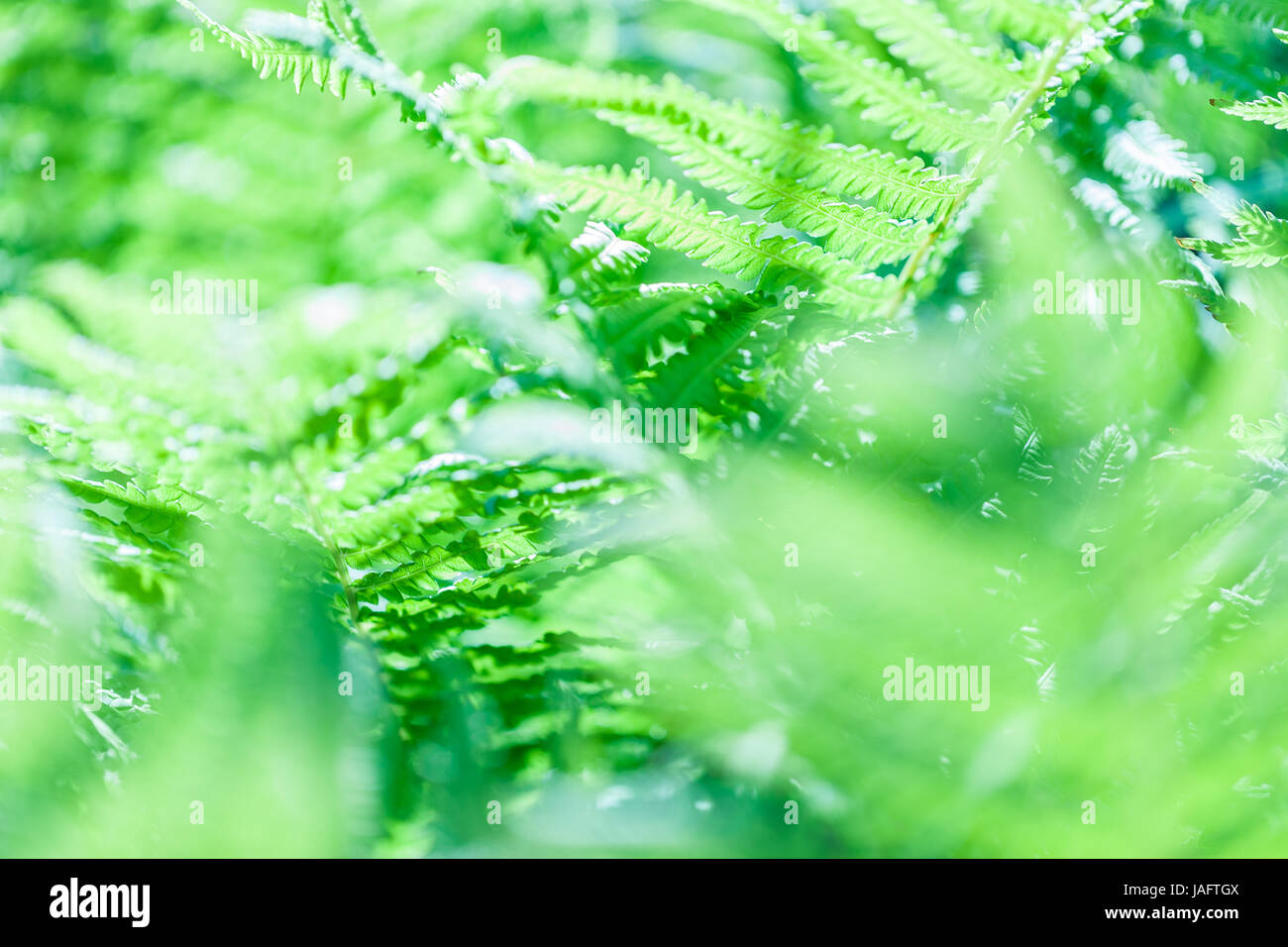 Bright green grass texture hi-res stock photography and images - Alamy