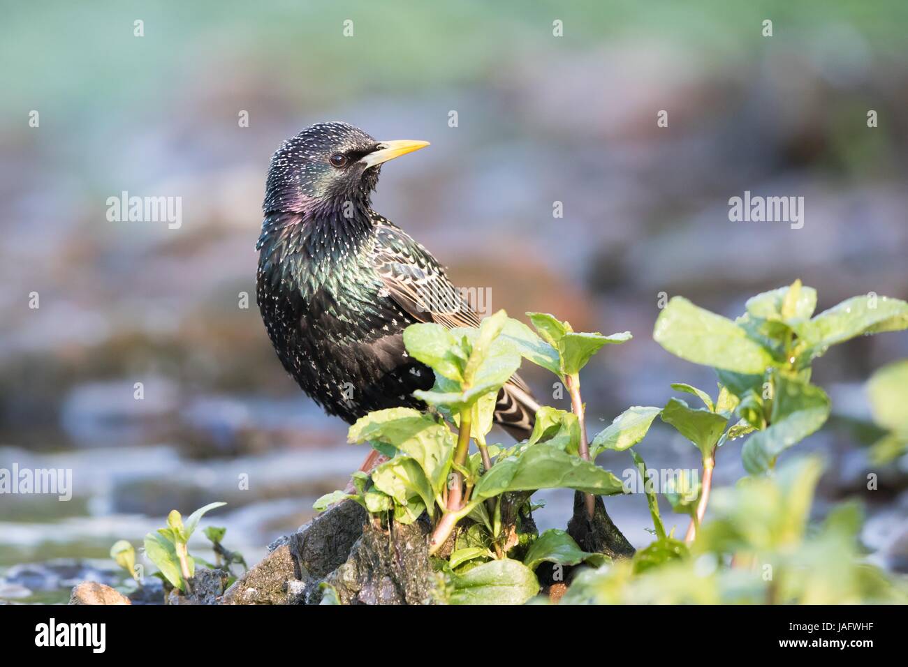 European Starling (Sturnus vulgaris), Hesse, Germany Stock Photo