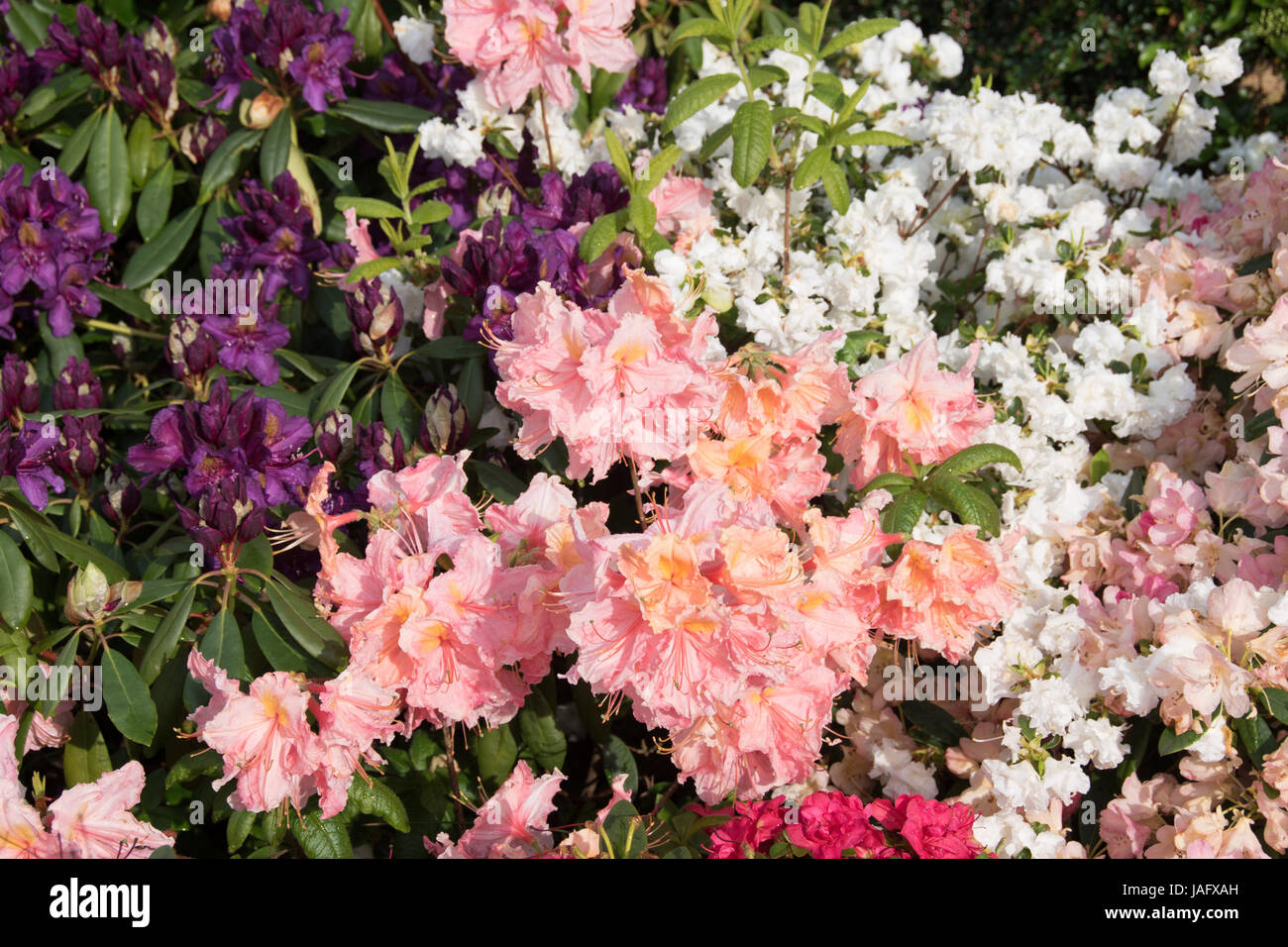 assorted azaleas & rhododendrons Stock Photo