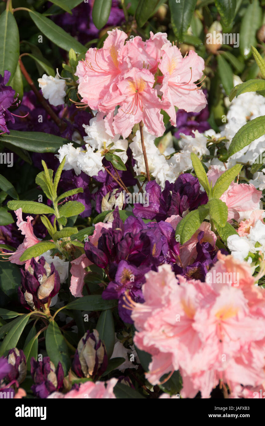 assorted azaleas & rhododendrons Stock Photo - Alamy