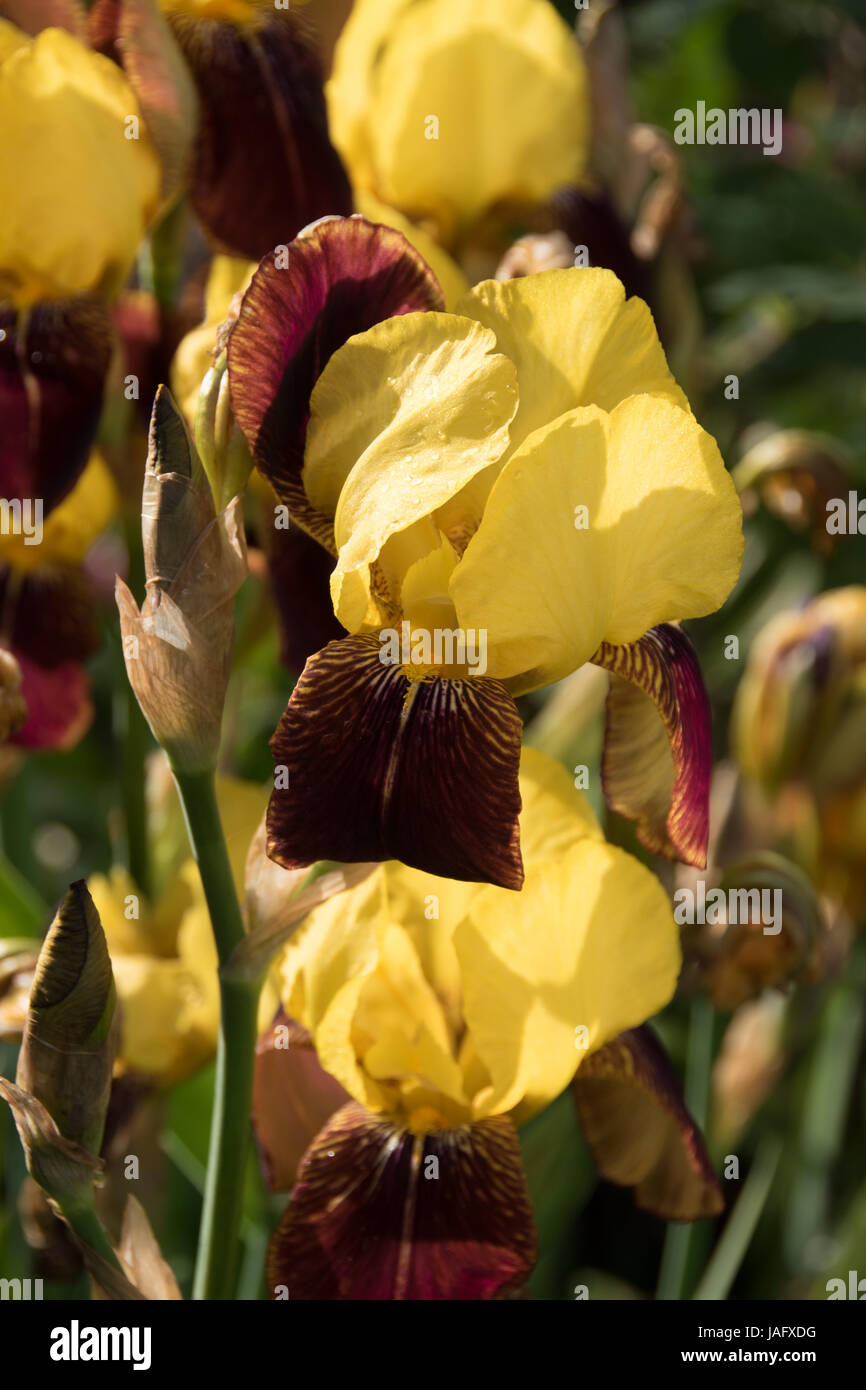 yellow & brown tall bearded iris Stock Photo