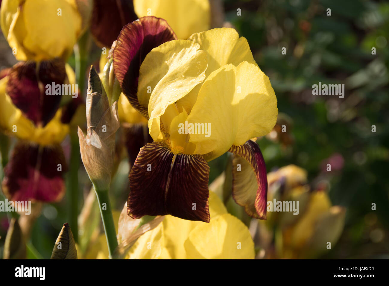 yellow & brown tall bearded iris Stock Photo - Alamy