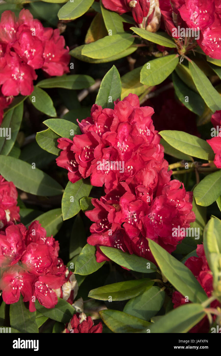 Red Rhododendron 'Dopey' Stock Photo