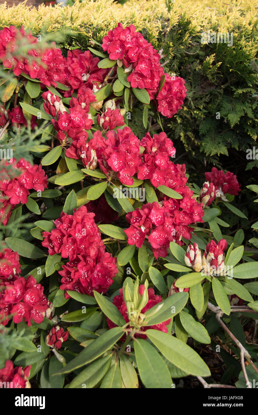 Red Rhododendron 'Dopey' Stock Photo