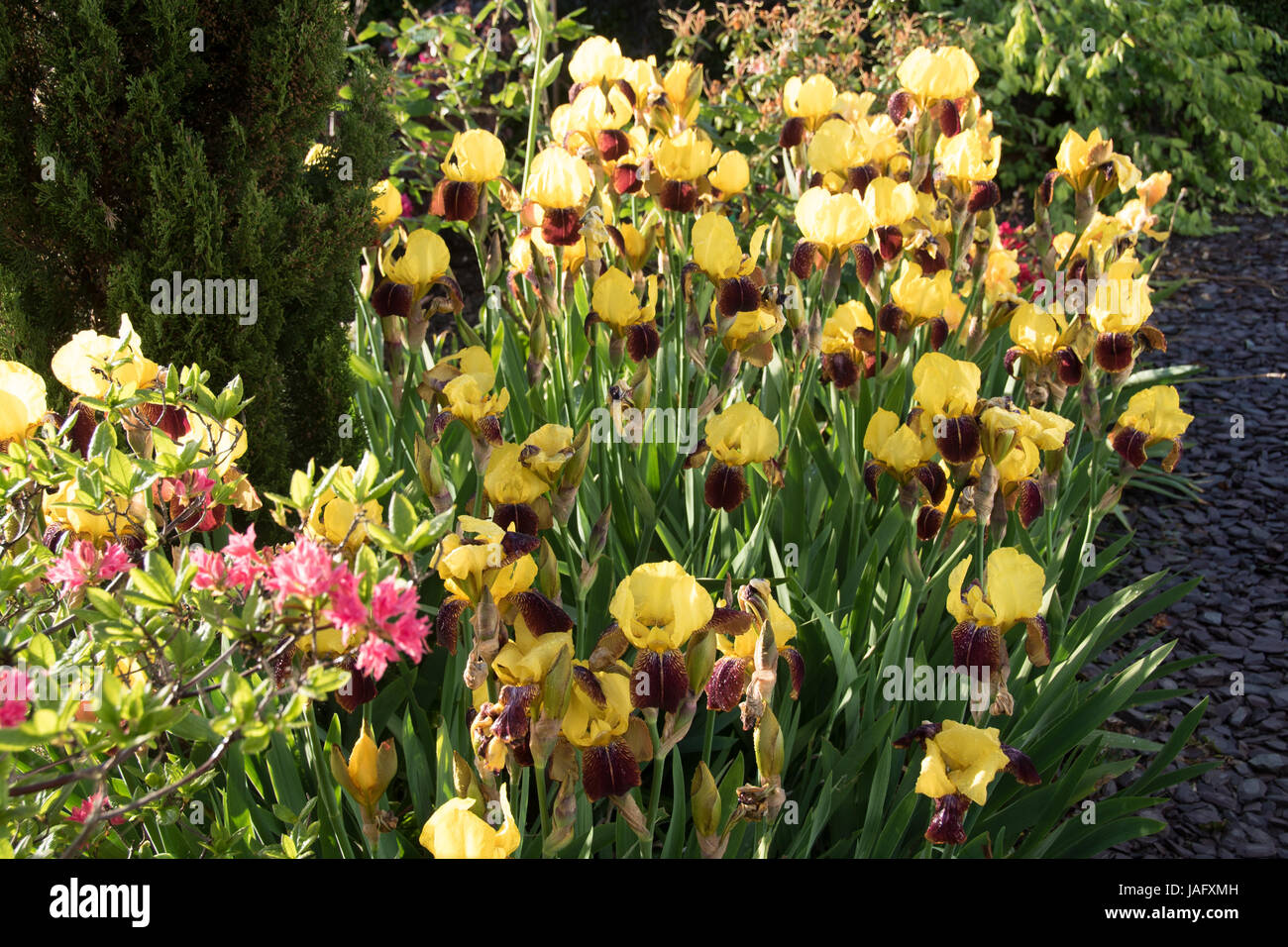 yellow & brown tall bearded iris Stock Photo
