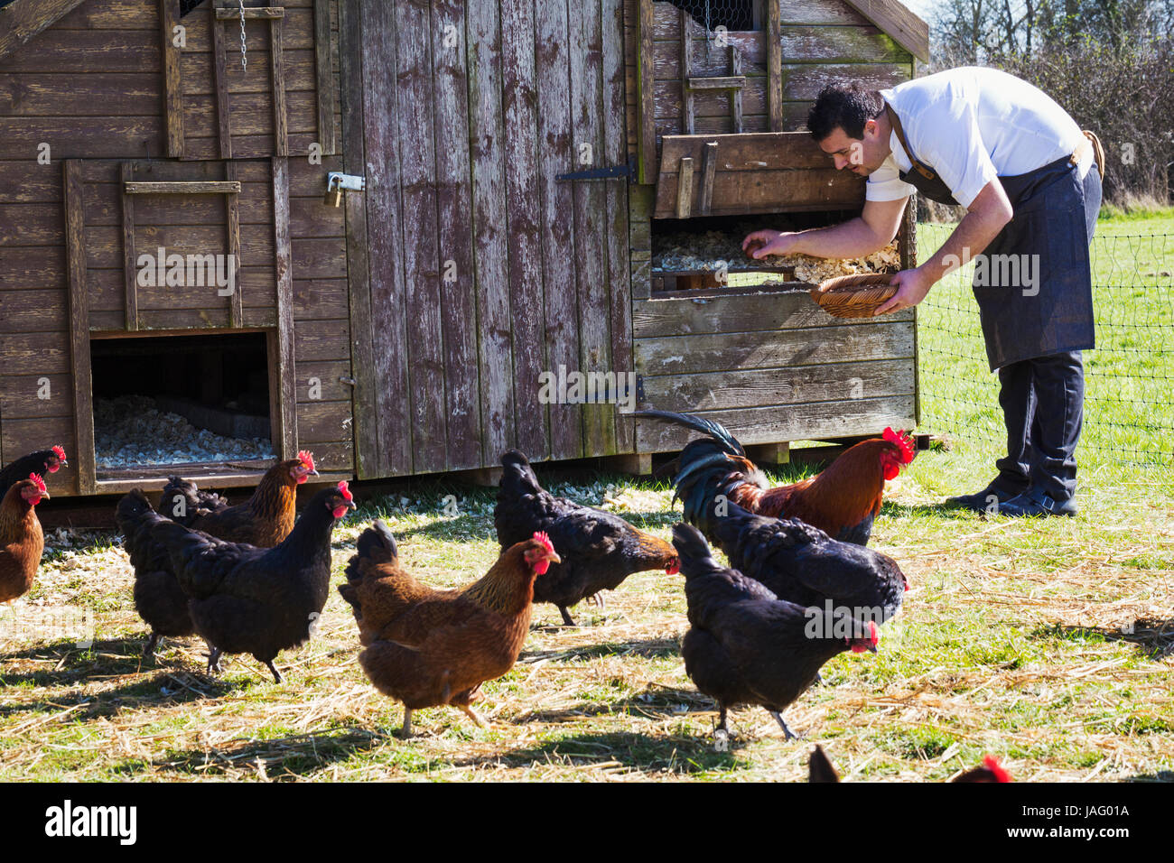 Hens and a rooster. A man in an apron collecting the eggs from a