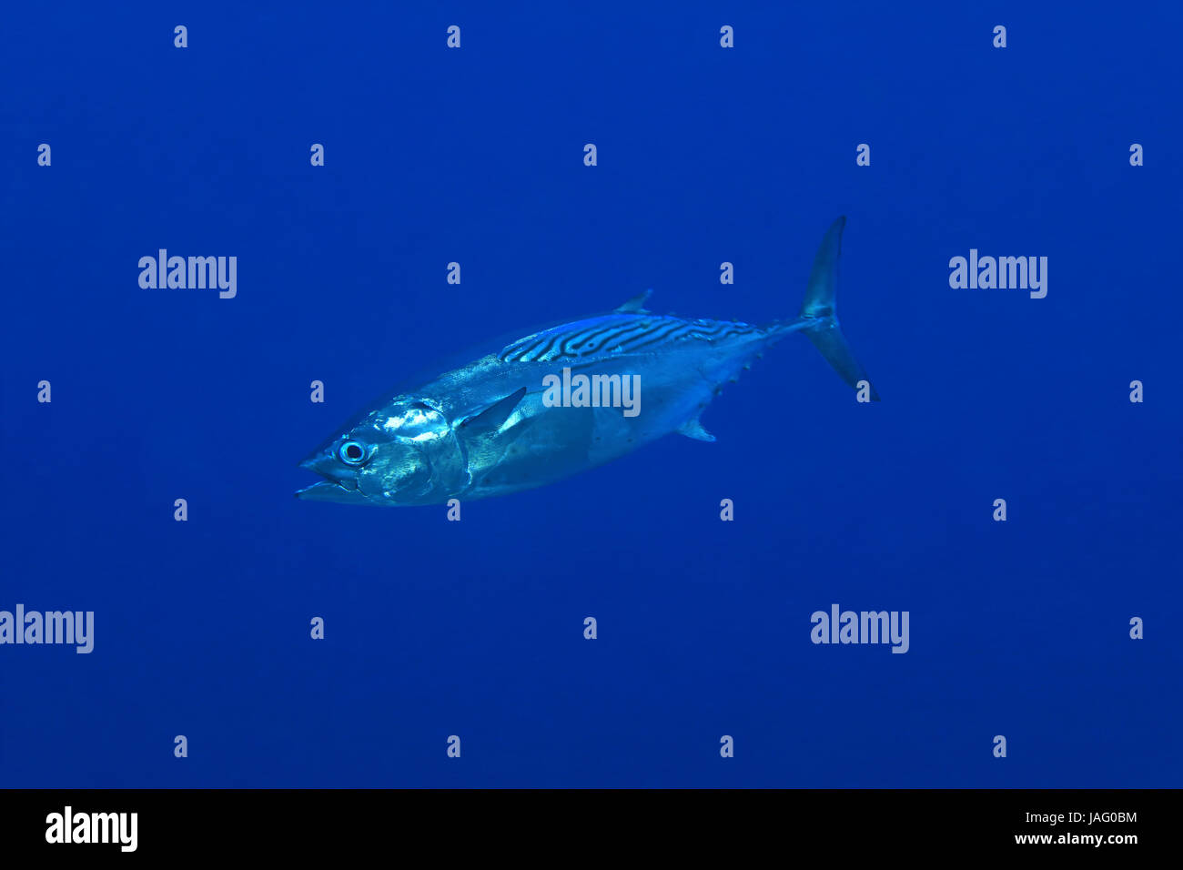 Striped bonito tuna fish (Sarda orientalis) underwater in the indian ocean Stock Photo
