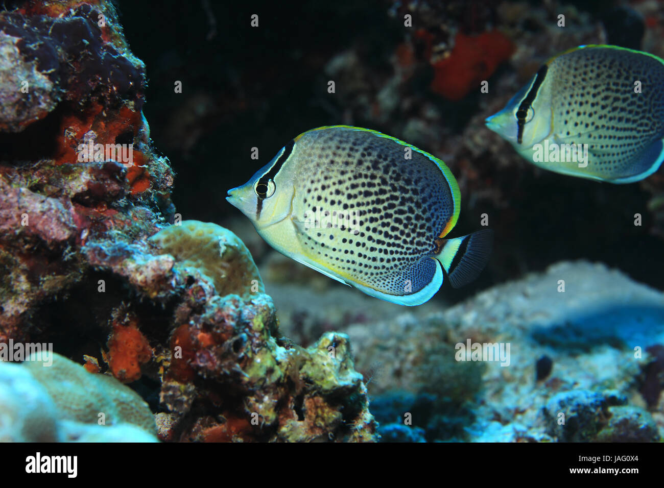 Peppered butterflyfish (Chaetodon guttatissimus) underwater in the tropical coral reef Stock Photo