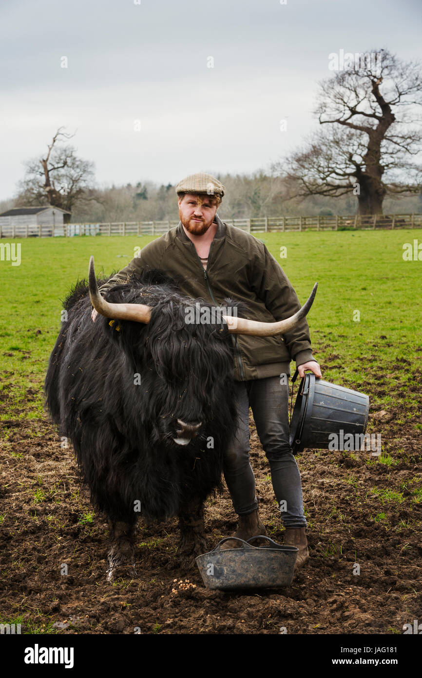 Black highland cow hi-res stock photography and images - Alamy