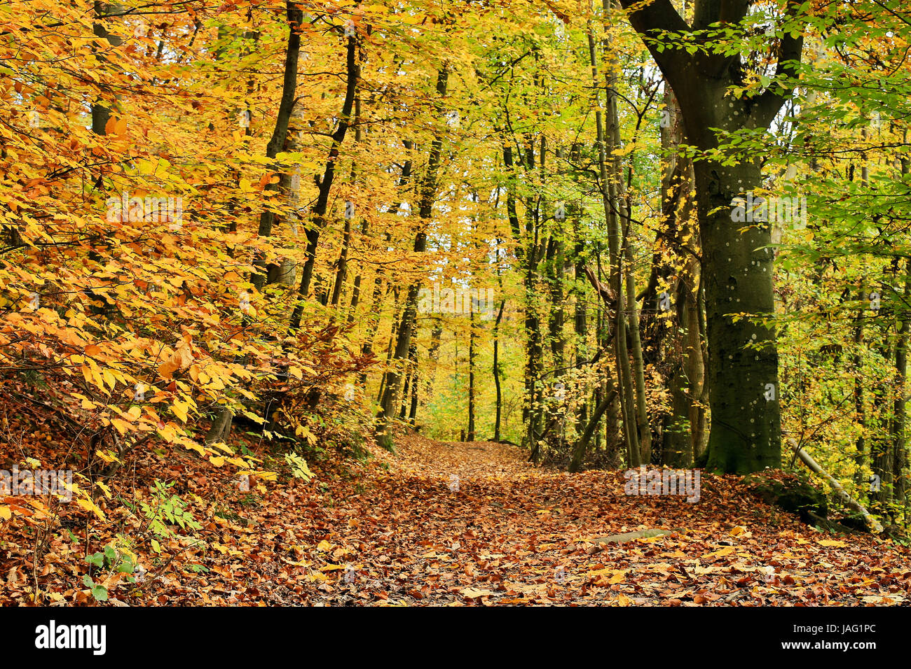 Wald Im Herbst Weg Mit Laub Bedeckt Stock Photo Alamy wald-im-herbst-weg-mit-laub-bedeckt-stock-photo-alamy
