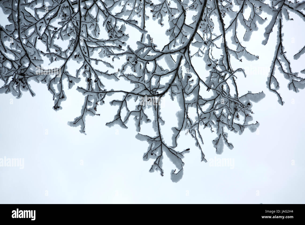 Österreich, Salzburger Land, Kleinarl bei Wagrain, Jägersee, schneebedeckte Zweige Stock Photo
