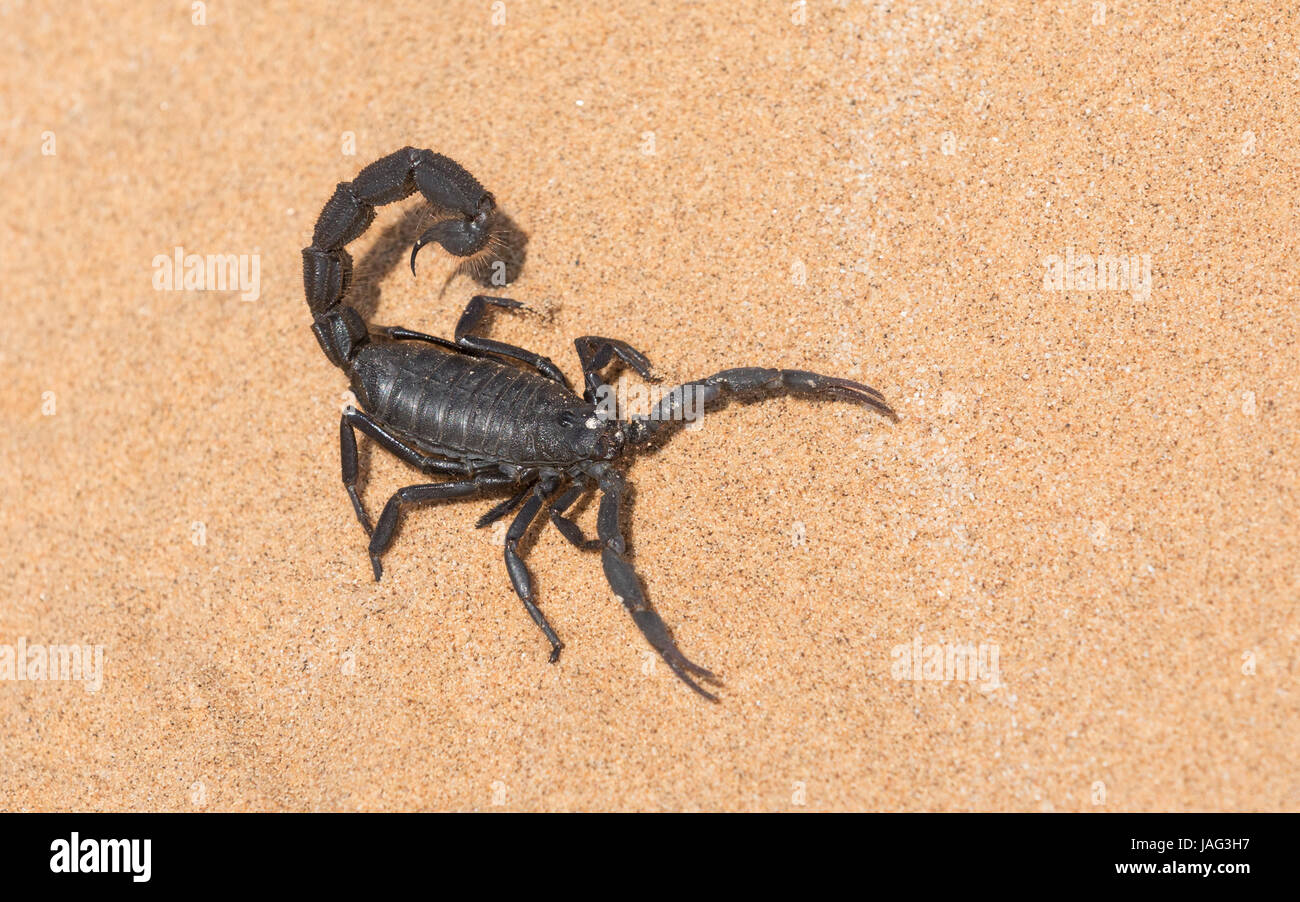 Black Hairy Thick Tailed Scorpion, Parabuthus villosus in the Dorob National Park near Swakopmund, Namibia Stock Photo