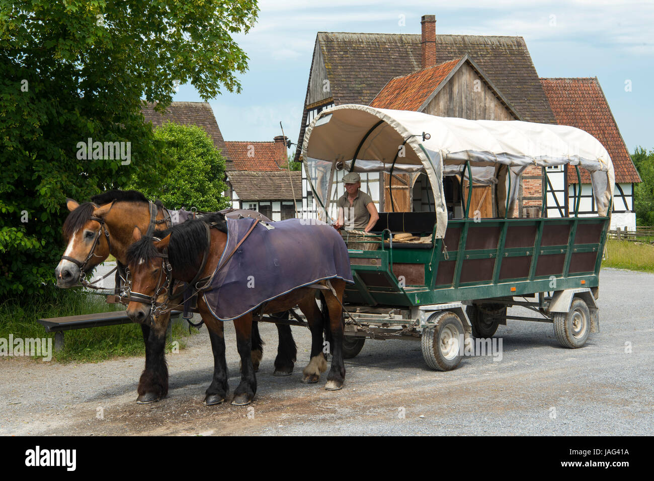 Westfalen horse hi-res stock photography and images - Alamy