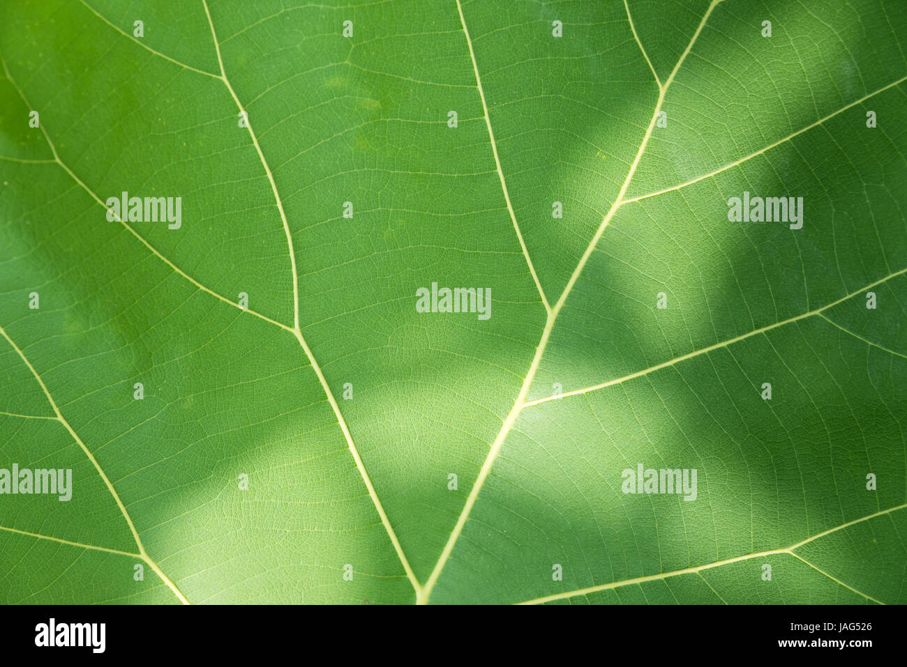 Green leaf with veins background texture or pattern Stock Photo - Alamy