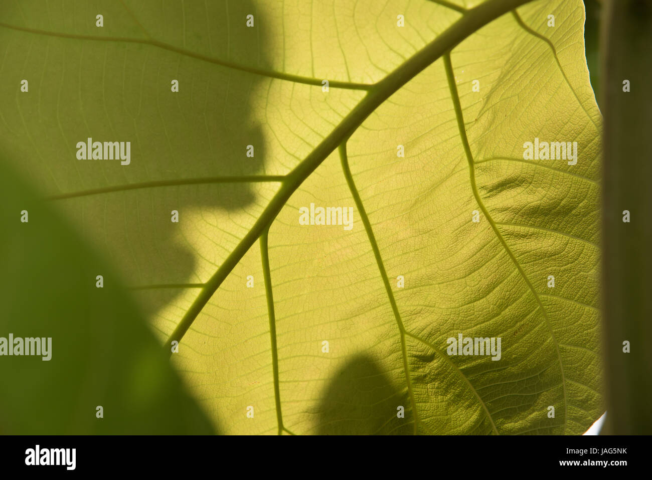 Green leaf with veins background texture or pattern Stock Photo - Alamy