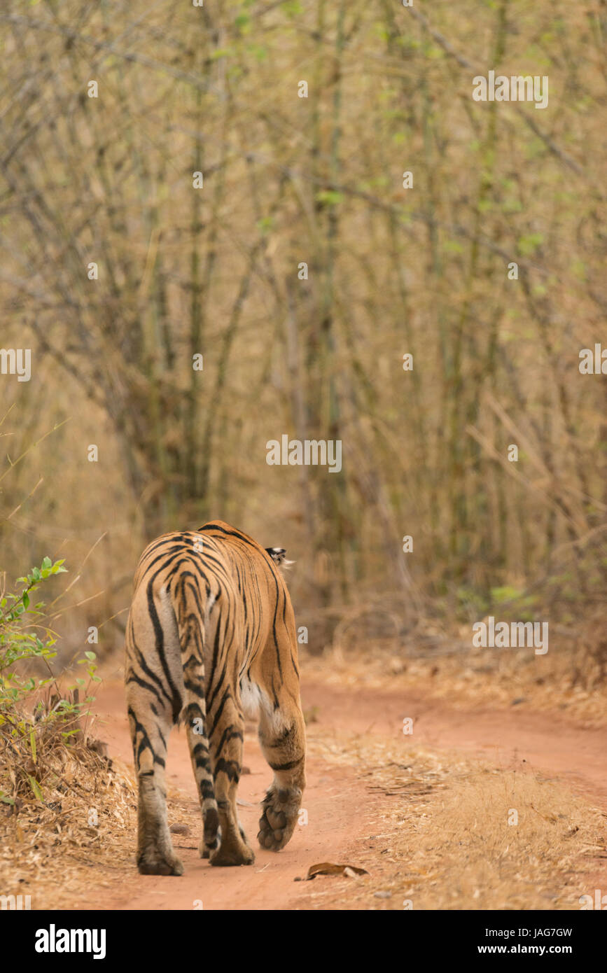 Bengal tiger at bend in woodland track Stock Photo Alamy