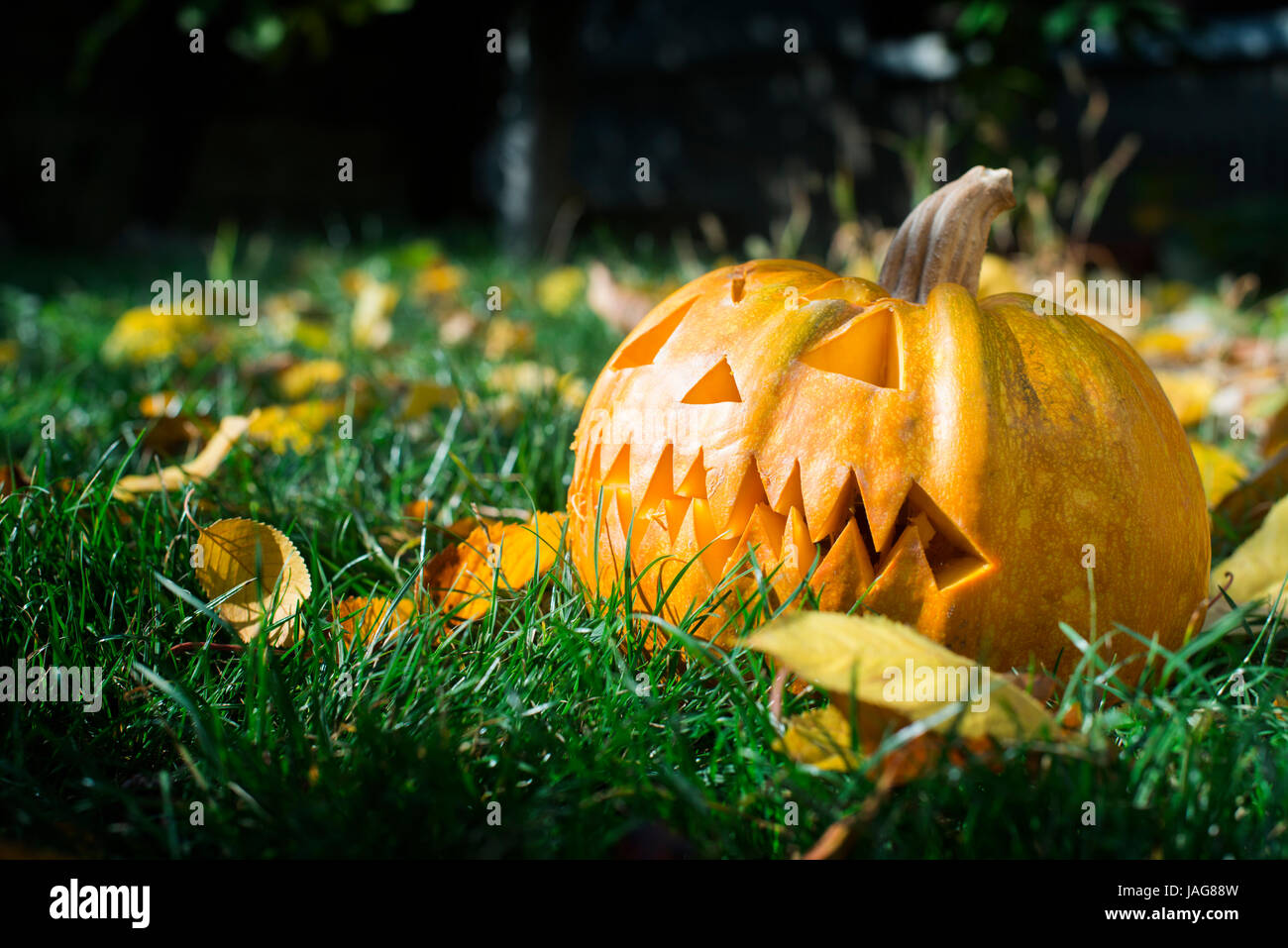 Halloween Pumpkin on grass and autumn leaves Stock Photo - Alamy