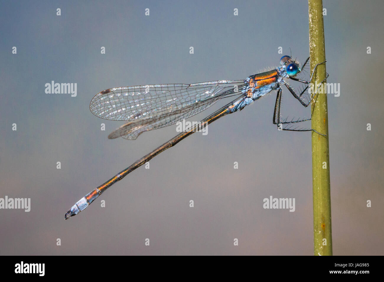 Emerald Damselfly perched on a stem over water Stock Photo - Alamy