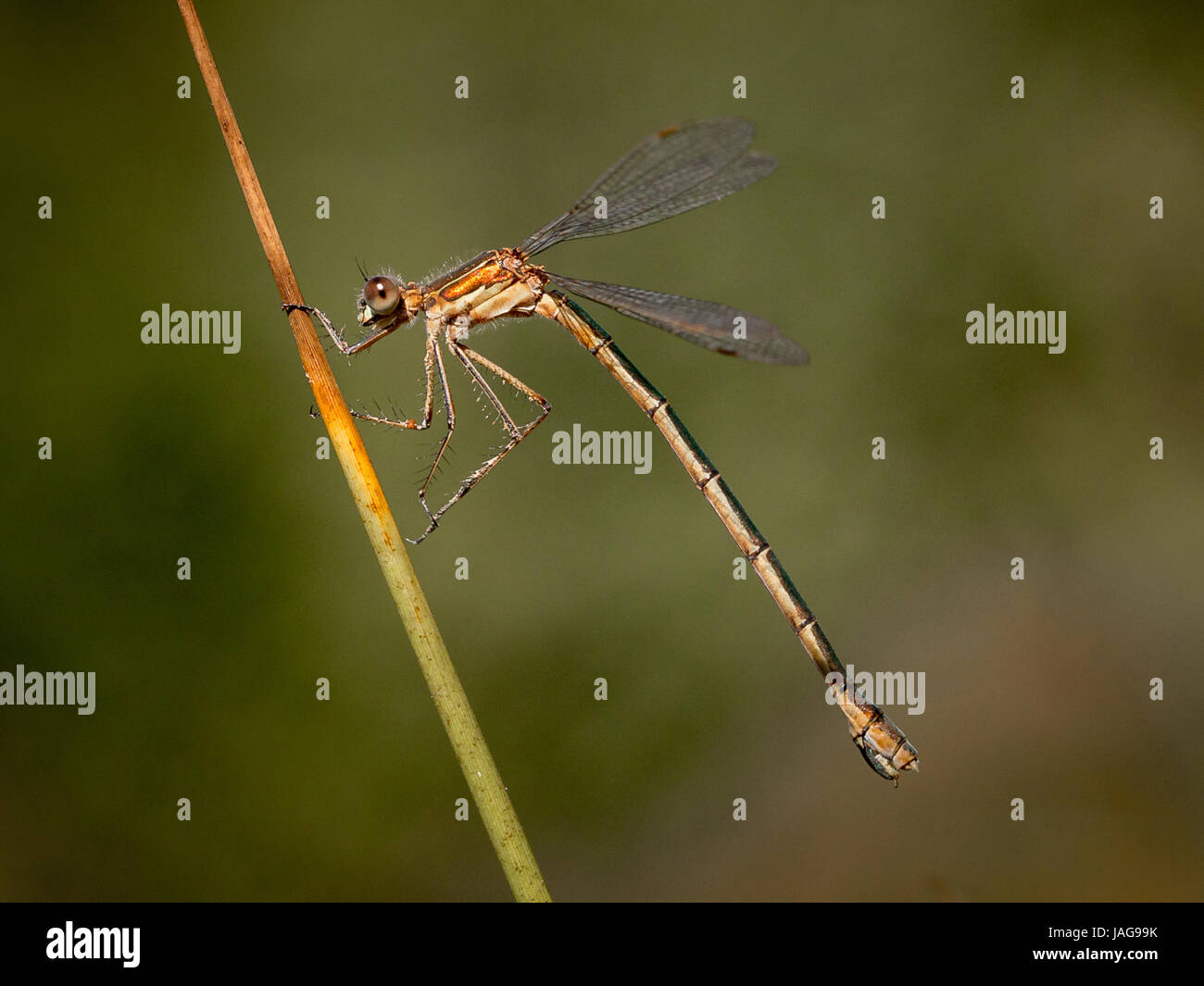 Emerald Damselfly immature female bronze form (lestes sponsa) Stock Photo