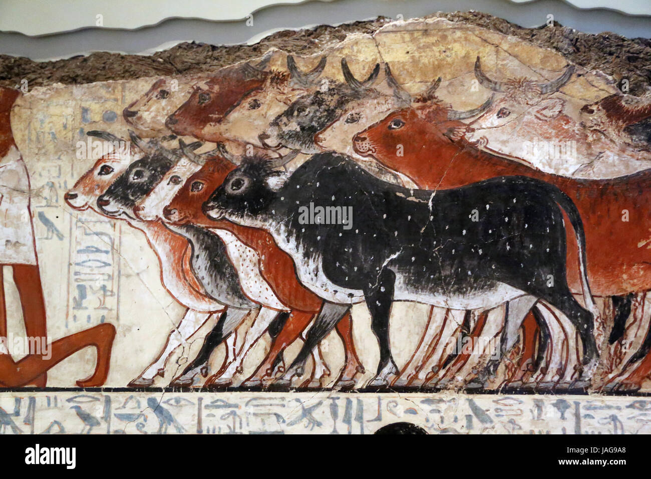 Tom of Nebamun (middle-ranking official scribe). Fresco. Herdsman. New Kigdom of Egypt. 18th dynasty. c. 1350 BCE. British Museum. London. Uk. Stock Photo