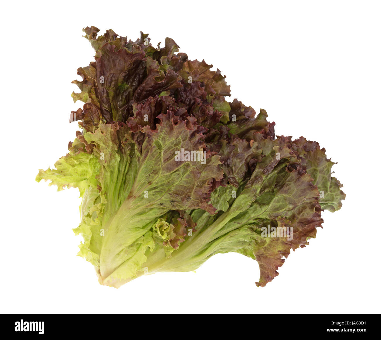 A bunch of red leaf lettuce top view isolated on a white background