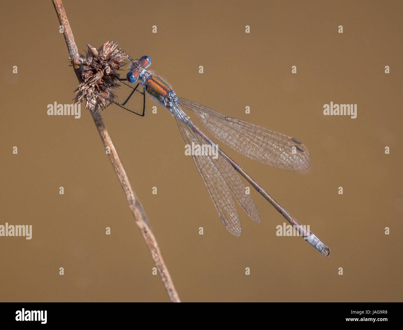 Emerald Damselfly perched on a stem over water Stock Photo - Alamy