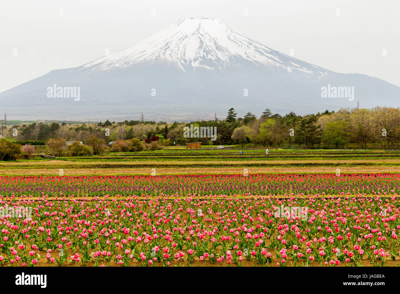 Mt. Fuji and Flower show Fuji Shiba-sakura Festival, Japan. Stock Photo