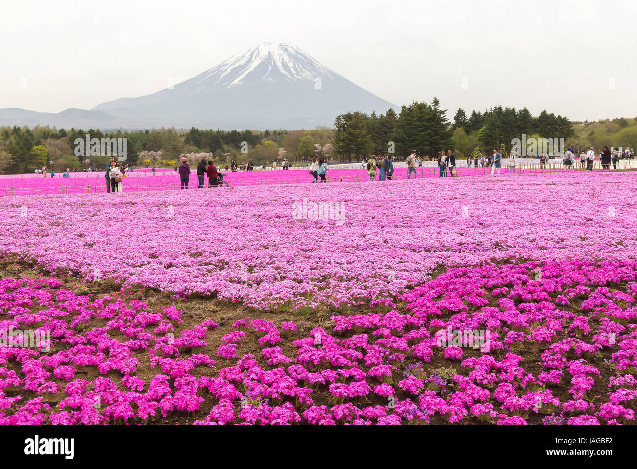 Mt. Fuji and Flower show Fuji Shiba-sakura Festival, Japan. Stock Photo