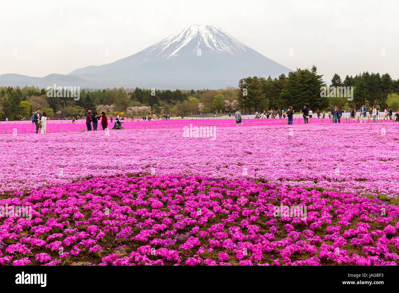 Mt. Fuji and Flower show Fuji Shiba-sakura Festival, Japan. Stock Photo