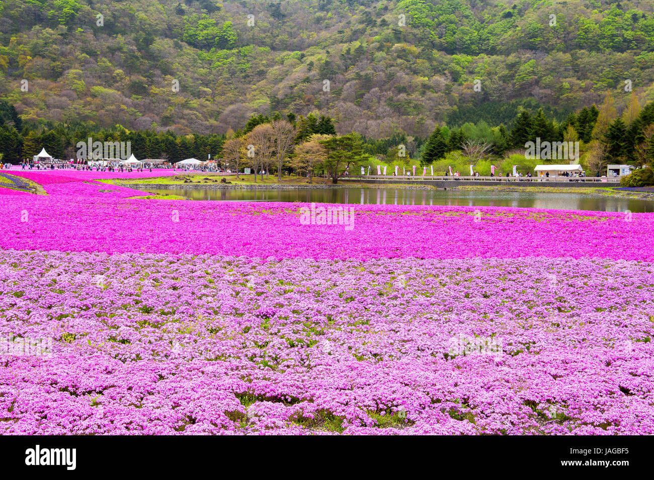 Flower show Fuji Shiba-sakura Festival, Japan. Stock Photo