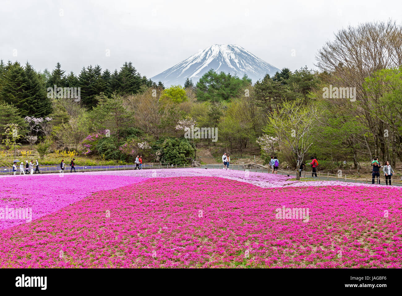 Mt. Fuji and Flower show Fuji Shiba-sakura Festival, Japan. Stock Photo