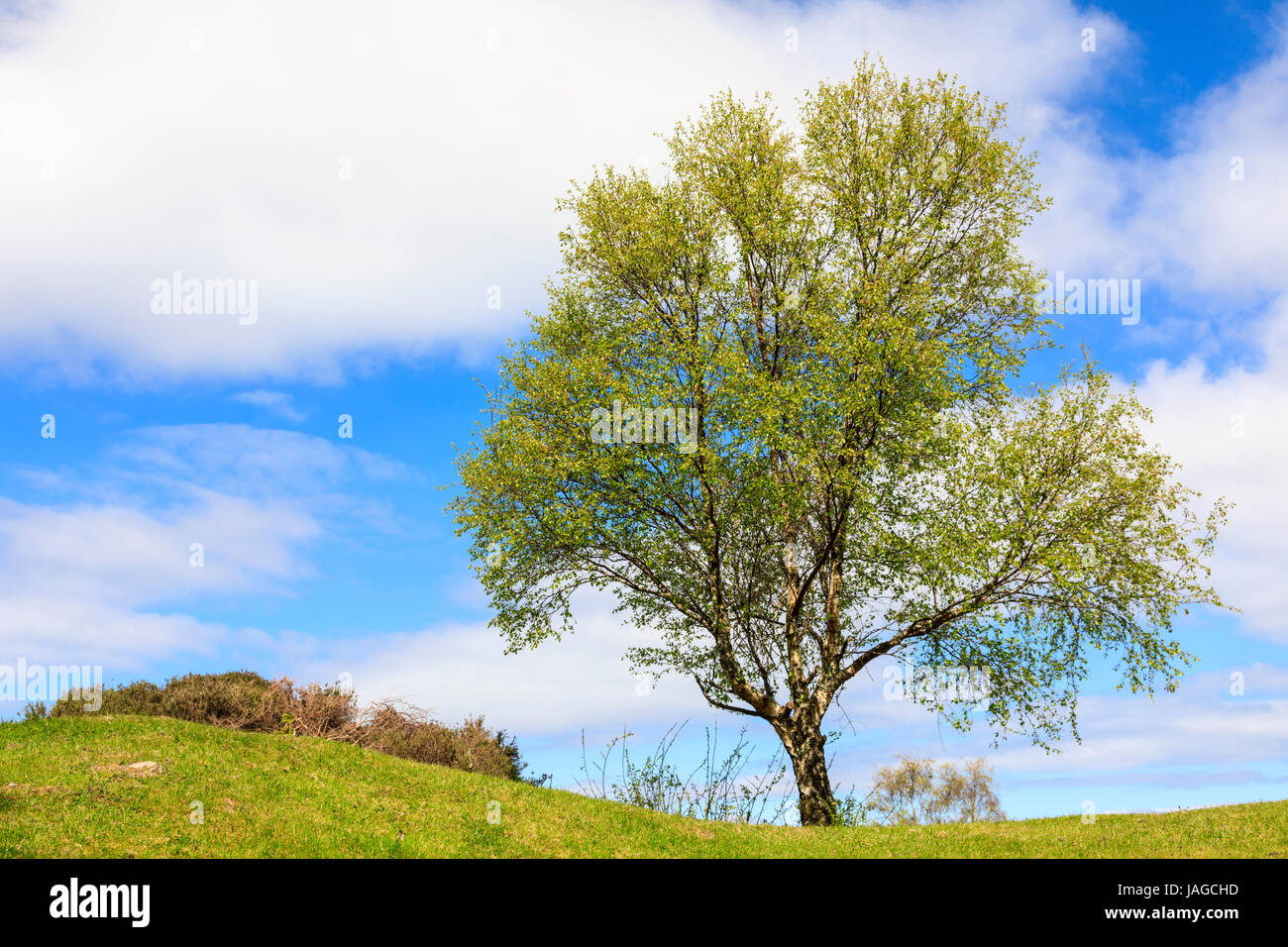 Tree against summer sky Stock Photo