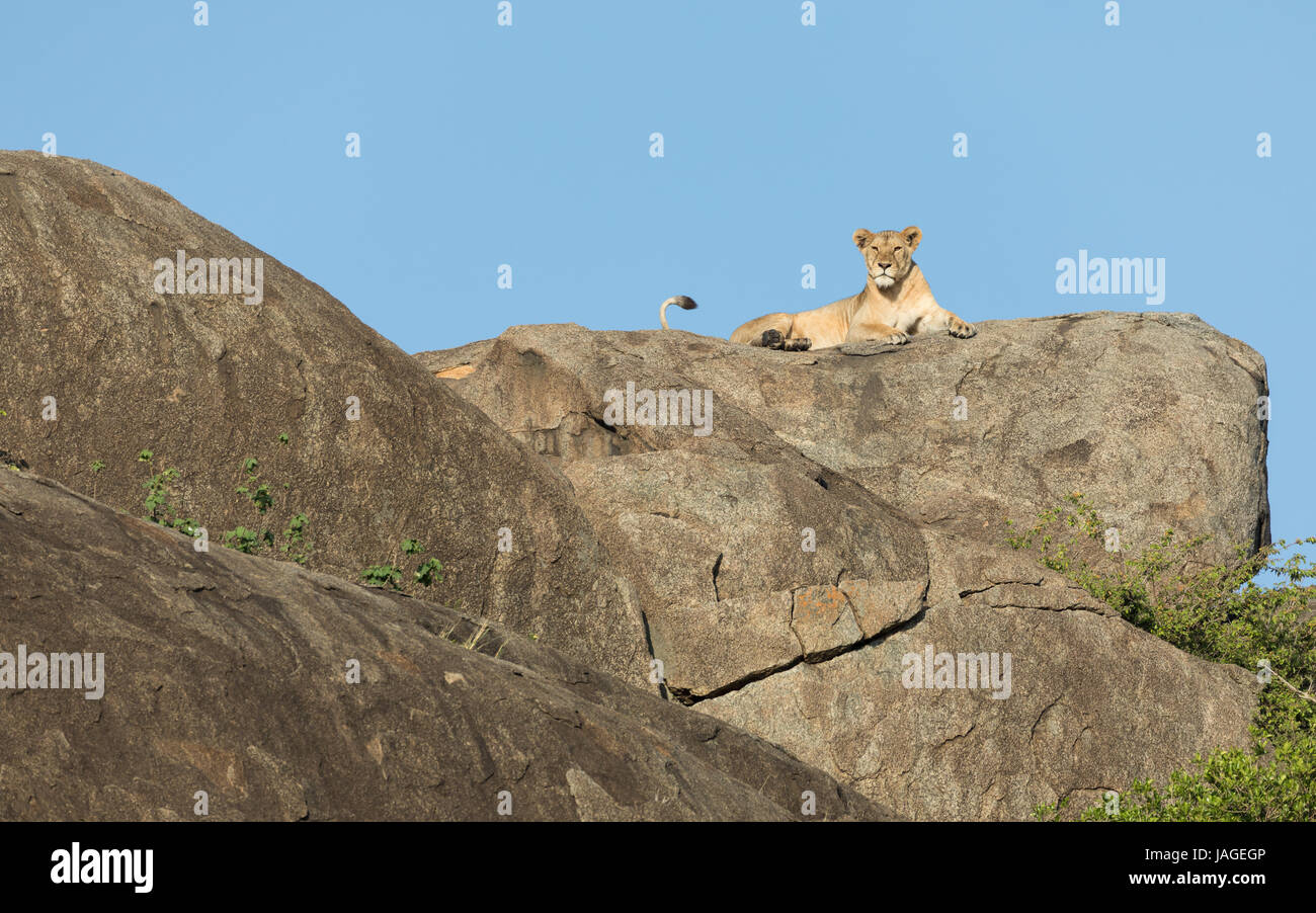 An adult Lioness rests ontop of a large rocky outcrop know as a 'kopje' in Tanzania's Serengeti National Park Stock Photo