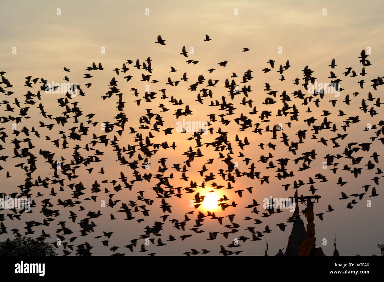 FLOCKING BEHAVIOR IN BIRDSreserved Stock Photo Alamy