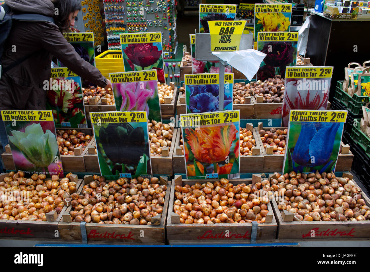 Plenty tulip bulbs selling in market Amsterdam, Netherlands Stock Photo Alamy
