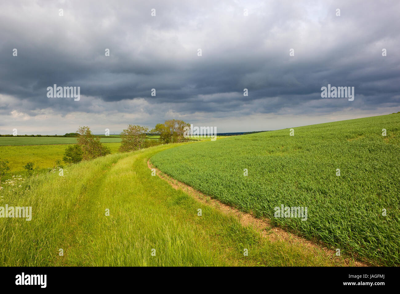 a hillside wheat field with a grassy strip curving towards grazing pastures under a stormy sky in the yorkshire wolds in summer Stock Photo