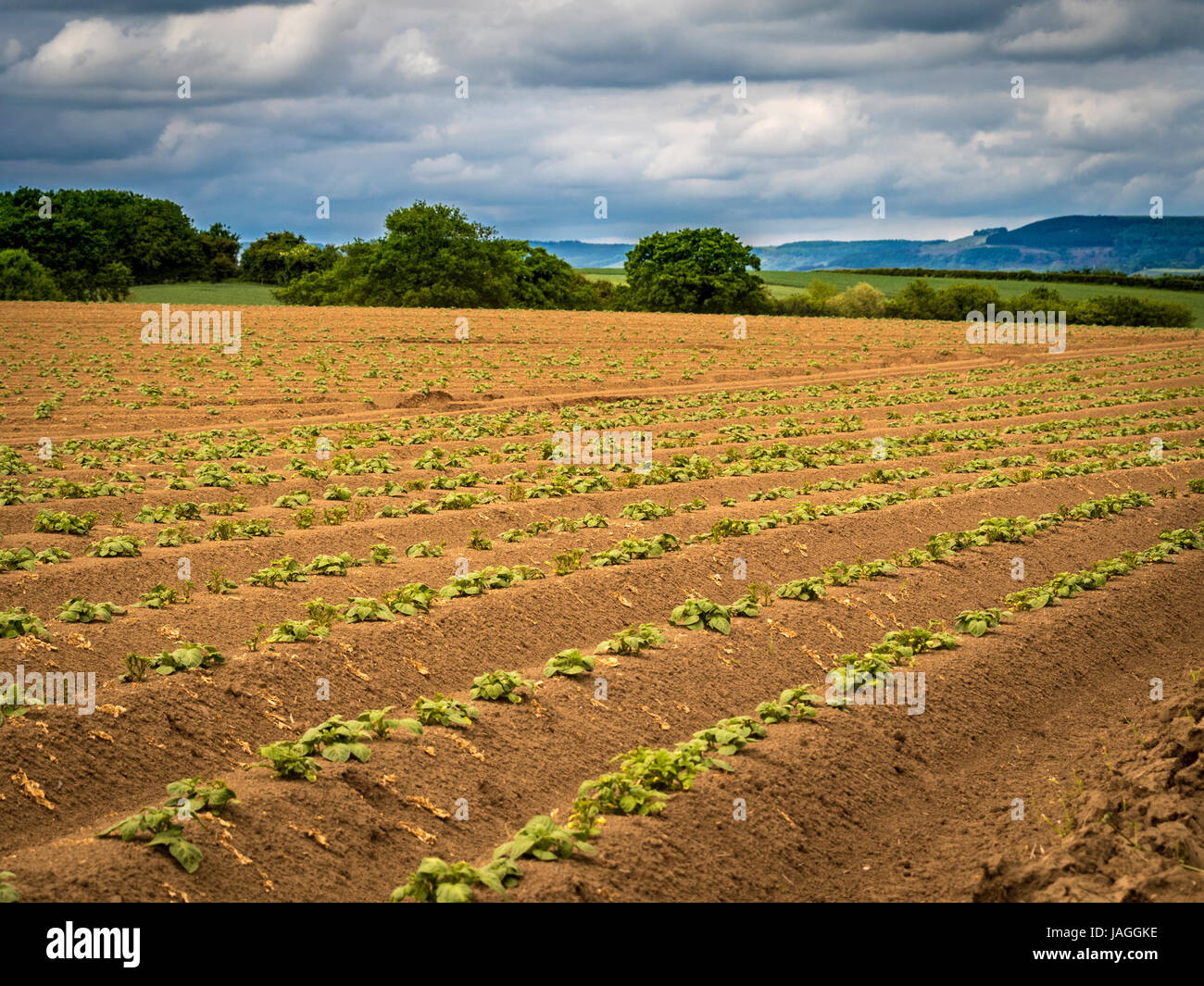 Potato plants growing in field, North Yorkshire, UK Stock Photo Alamy