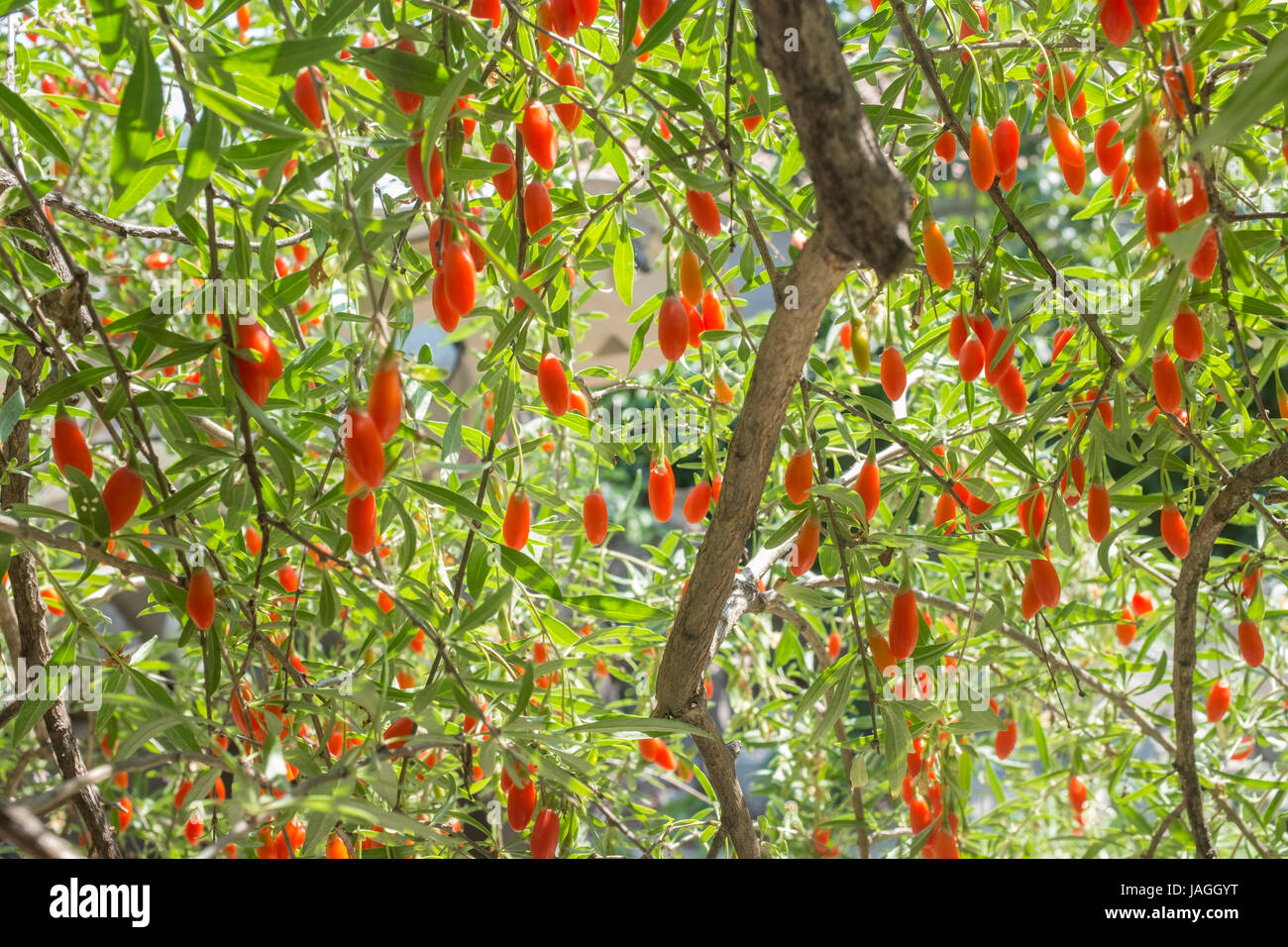 Goji berry china hires stock photography and images Alamy