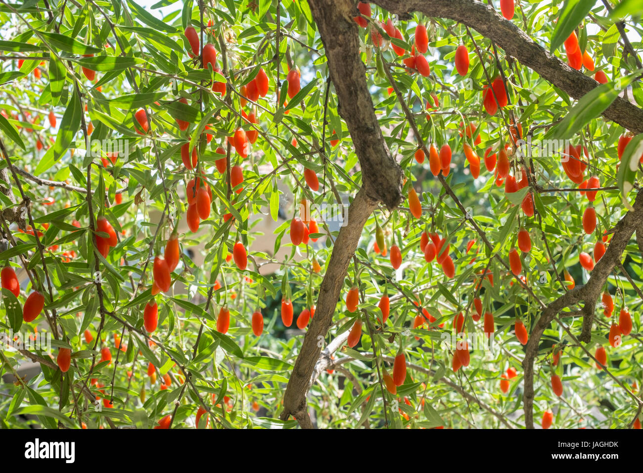 Goji berry tree. China. Stock Photo
